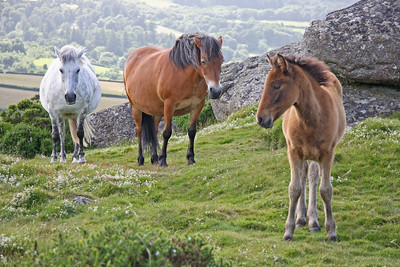 Dartmoor by Brian Snelson - Flickr