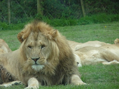 Longleat Safari2 by x70tjw - Flickr